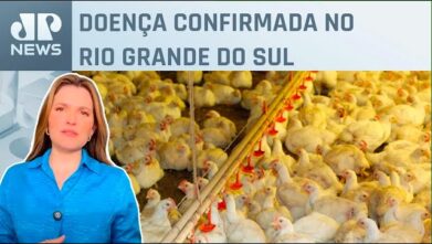 Newcastle: Agro teme suspensão de exportação de aves