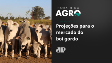 Projeções para o mercado do boi gordo