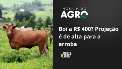 Boi a R$ 400? Projeção é de alta para a arroba