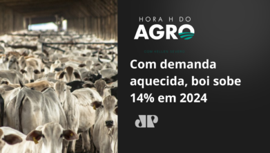 Com demanda aquecida, boi sobe 14% em 2024