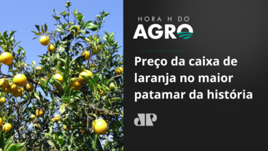 Preço da caixa de laranja no maior patamar da história