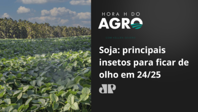 Soja: principais insetos para ficar de olho em 24/25